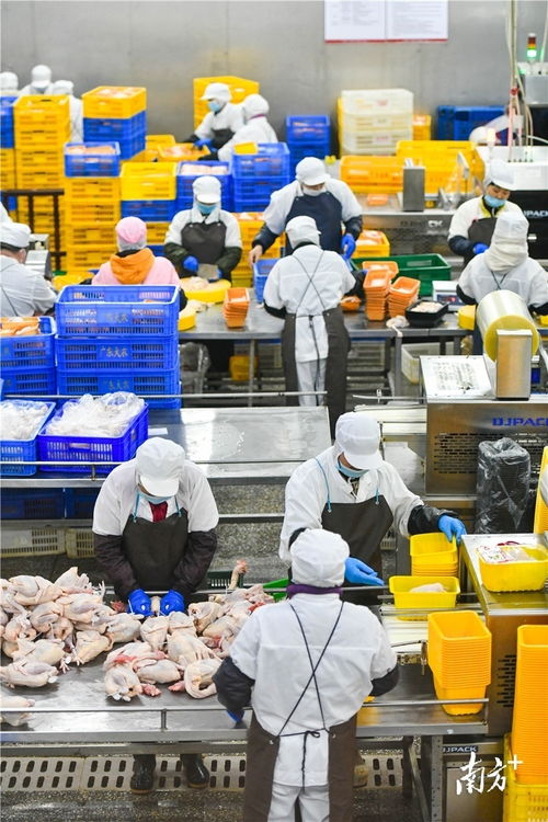 預(yù)制菜風口下的清遠機遇 發(fā)揮畜牧漁業(yè)飼料優(yōu)勢，打造粵北預(yù)制菜供應(yīng)鏈高地