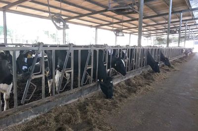 產學結合，雙向賦能 宜昌牛養殖企業調研與畜牧飼料產業發展新思考